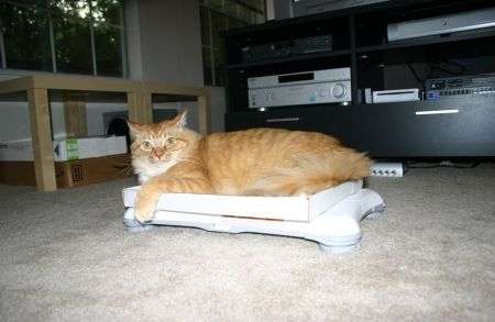 Wii Fit Gatto